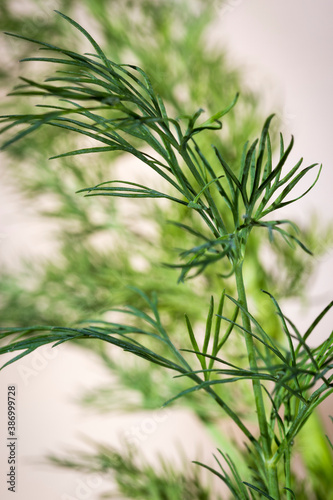 Fresh and aromatic dill leaves (Anethum graveolens), used as a herb or spice for flavoring food