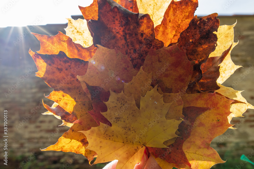 bunter Herbst Blätter Strauß zusammengebunden und von Hand gehalten