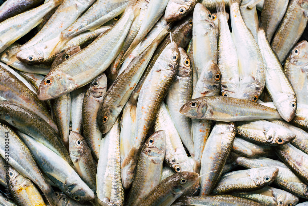 background of fresh red mullet fish background of fresh red mullet fish