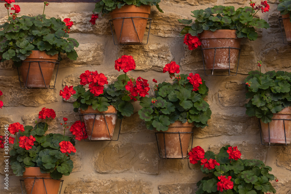 A wall full of pots with red geraniums in the small town of Ores, Aragon, Spain.