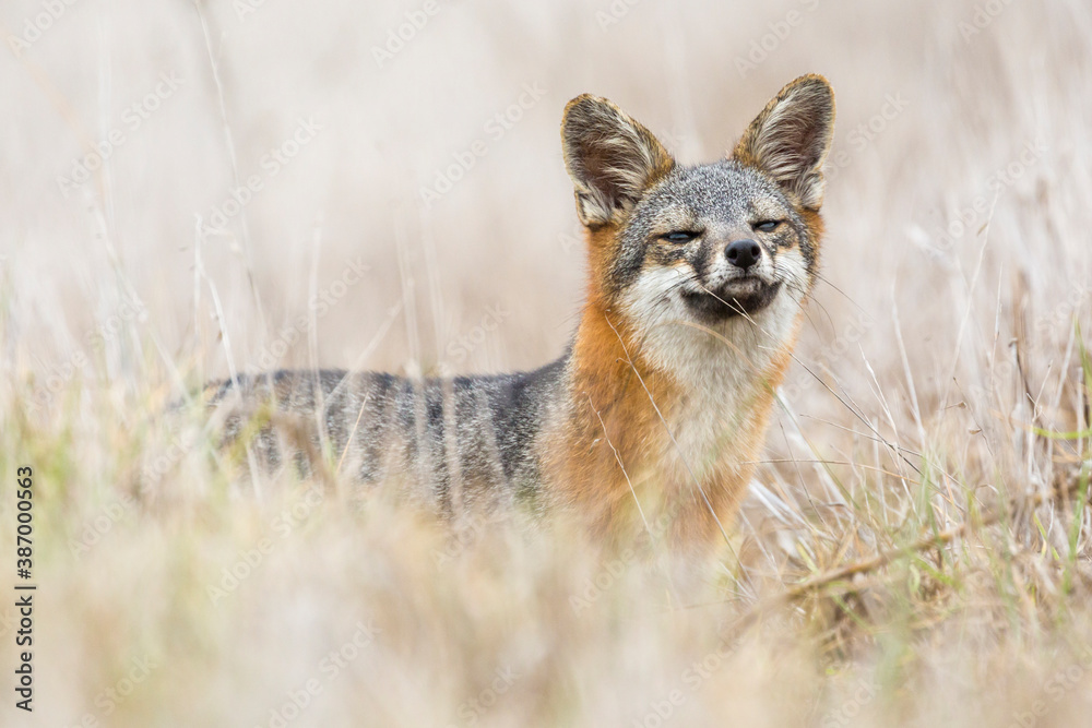 Fototapeta premium A rare, wild island fox searching for food on Santa Rosa Island in Channel Islands National Park. The island fox is found only on these islands and nowhere else in the world.