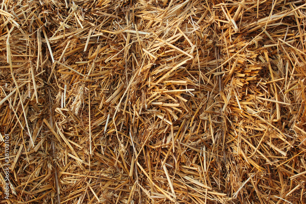 Bale of hay, closeup texture. Straw and stubbles on a harvested wheat field Bale of hay, closeup texture. Straw and stubbles on a harvested wheat field