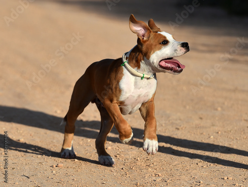 a puppy pit bull on the field © alberto