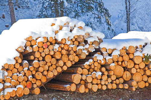 Alles aus Holz in österreichischen Wäldern photo