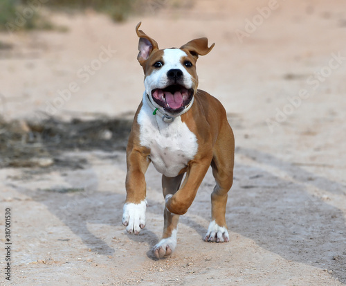 un pequeño perro de raza pitbull en el campo