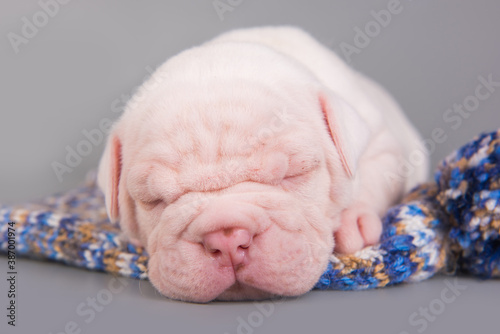 American Bulldog puppy dog is sleeping on gray © zanna_