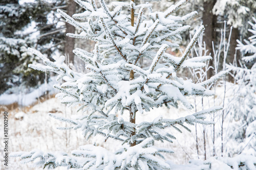 winter snowy branches pine tree forest local scenic view outdoor environment