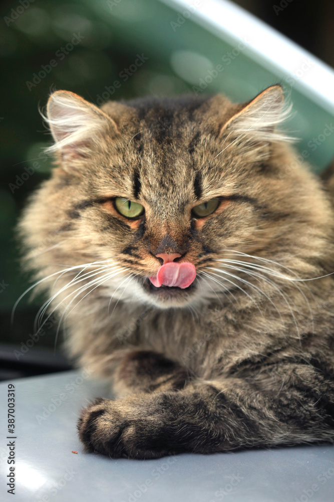 Portrait of wild fluffy cat