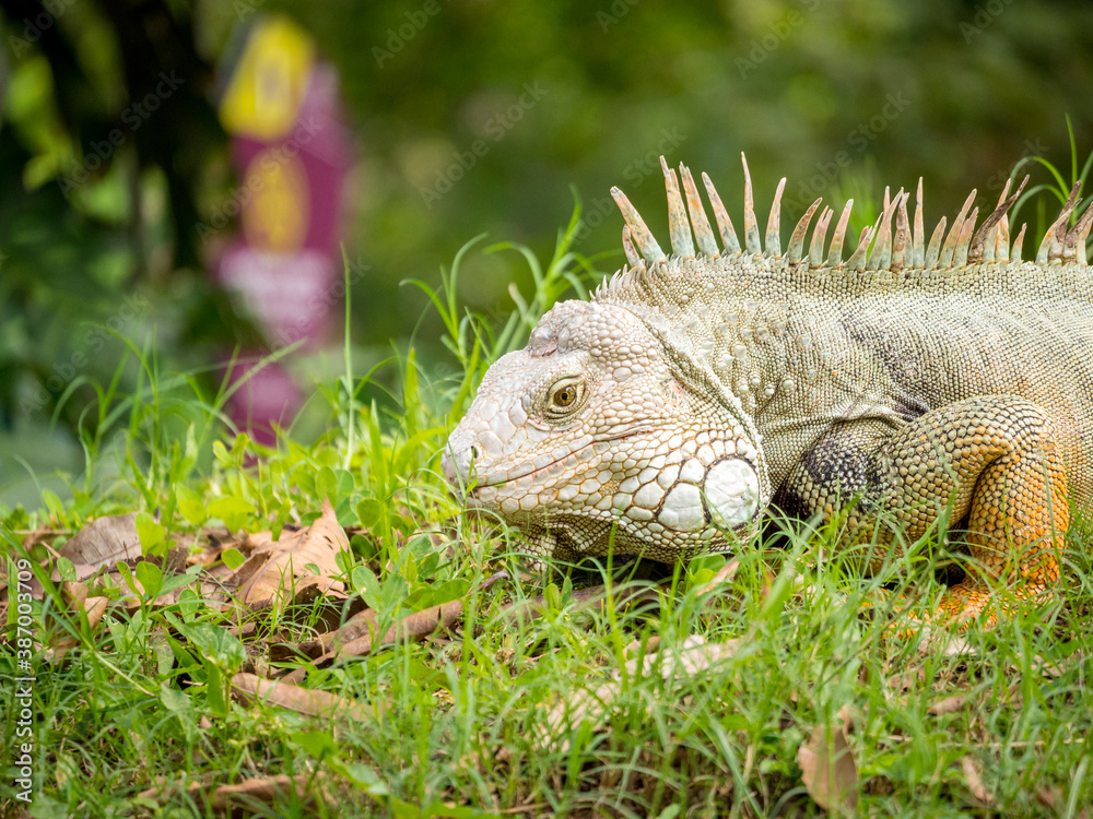 Green Iguana (Iguana Iguana) Large Herbivorous Lizard Staring on the Grass in Medellin, Antioquia / Colombia Green Iguana (Iguana Iguana) Large Herbivorous Lizard Staring on the Grass in Medellin, Antioquia / Colombia