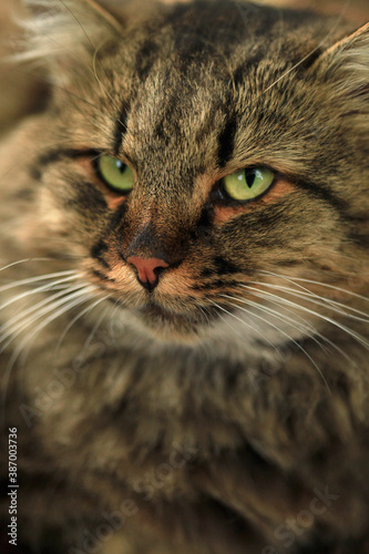 Portrait of wild fluffy cat