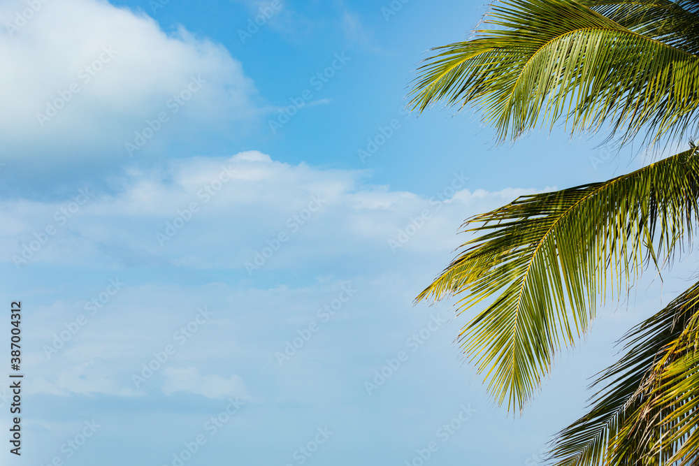 Palmen mit blauem Himmel und Wolken, Hintergrund.