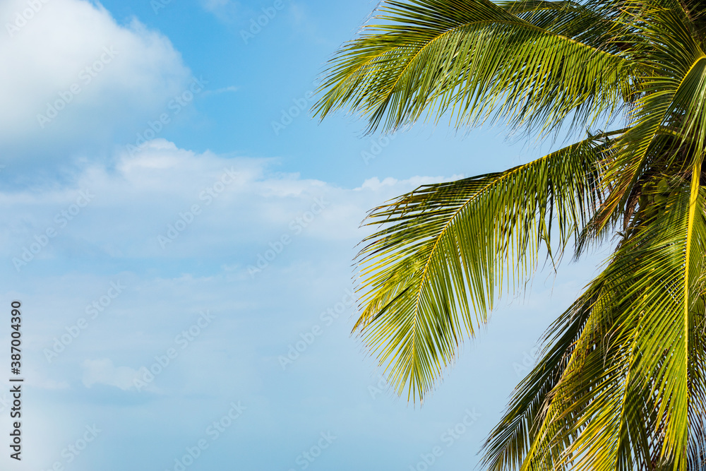 Palmen mit blauem Himmel und Wolken, Hintergrund. Palmen mit blauem Himmel und Wolken, Hintergrund.