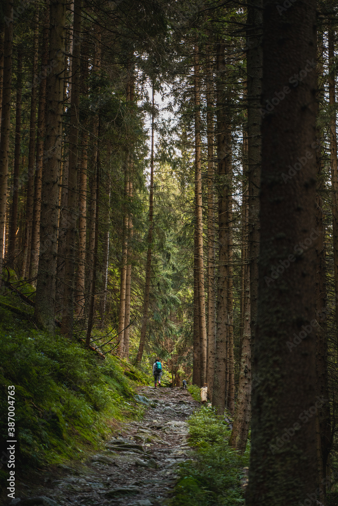 Obraz premium path in the woods