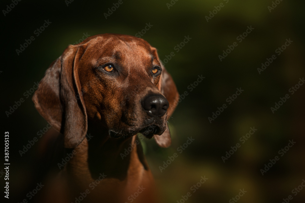 Rhodesian ridgeback dog in the forest Rhodesian ridgeback dog in the forest