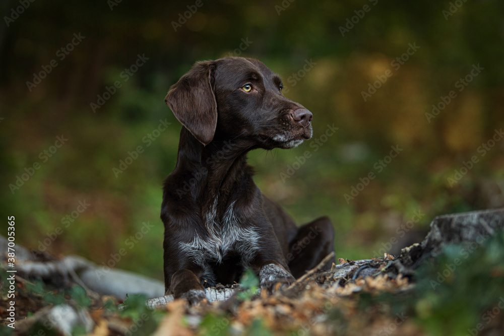 Hunting dog in the forest