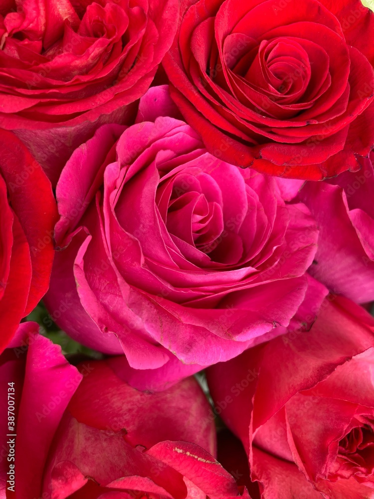 close up of red roses close up of red roses