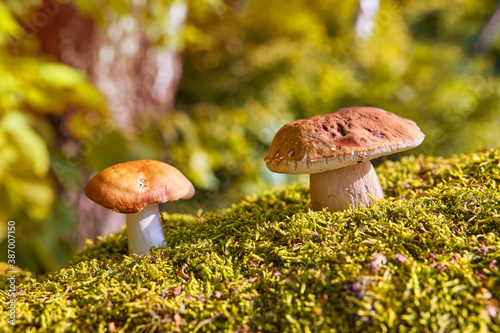 Big white mushroom in summer forest. Mushrooms in a natural environment against the background of an autumn forest of moss.