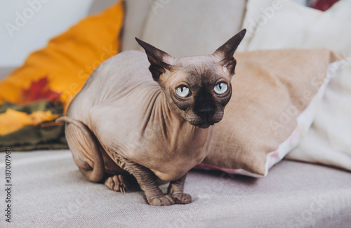 bald canadian Sphynx cat sitting on a beige sofa with a yellow pillow, pet