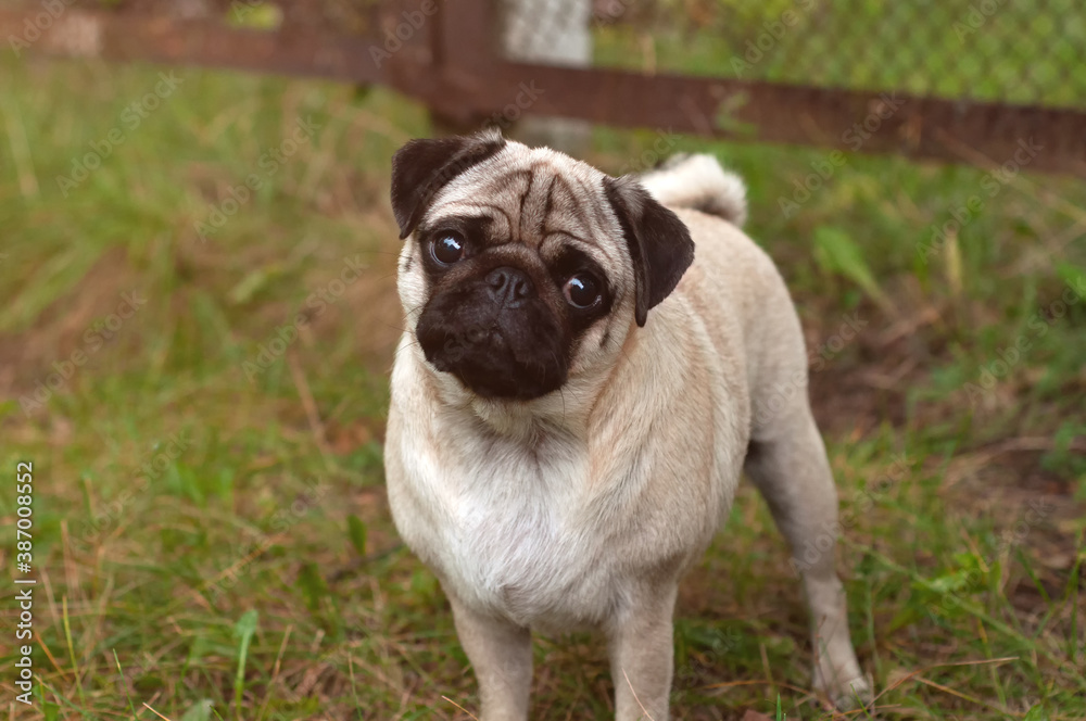 Close-up of young Pug on the green grass in the garden