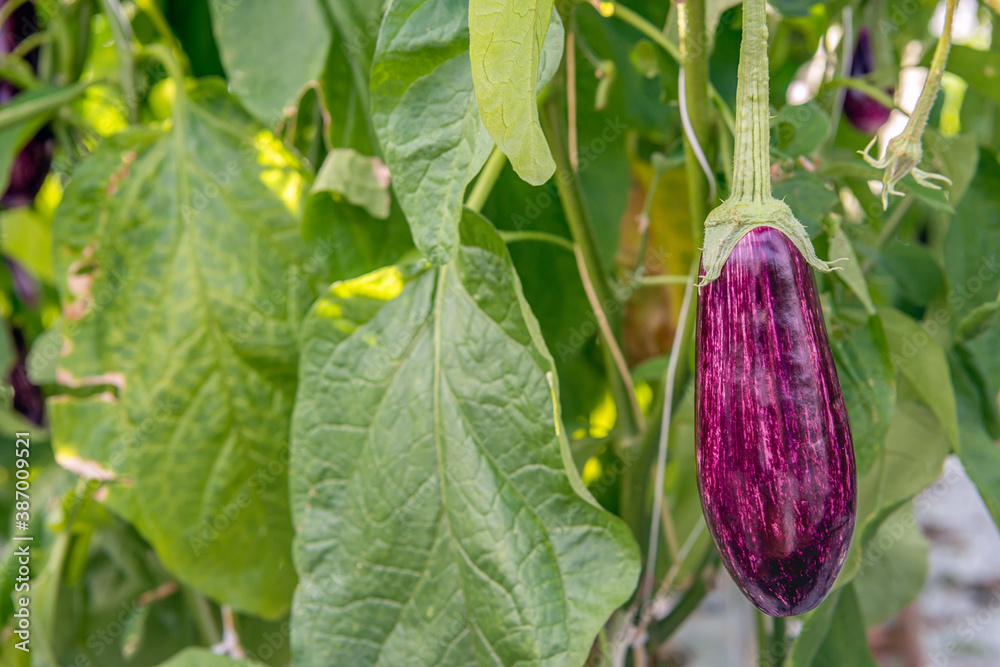 Purple with white striped eggplant fruit Purple with white striped eggplant fruit