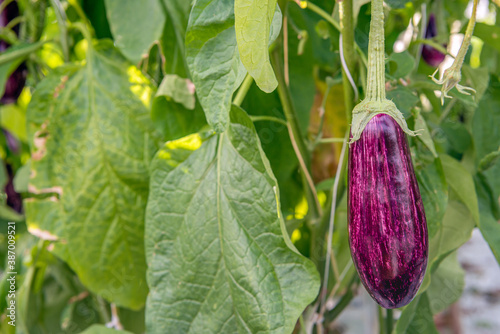 Purple with white striped eggplant fruit