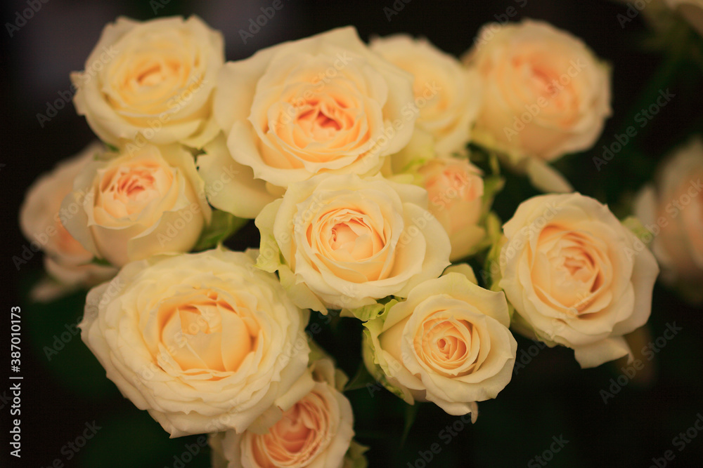 Obraz premium 黄色いバラ