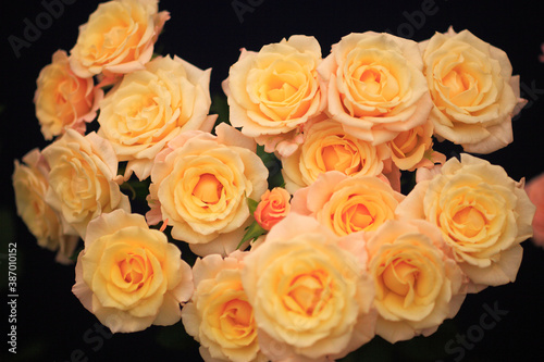 黄色いバラ © Paylessimages