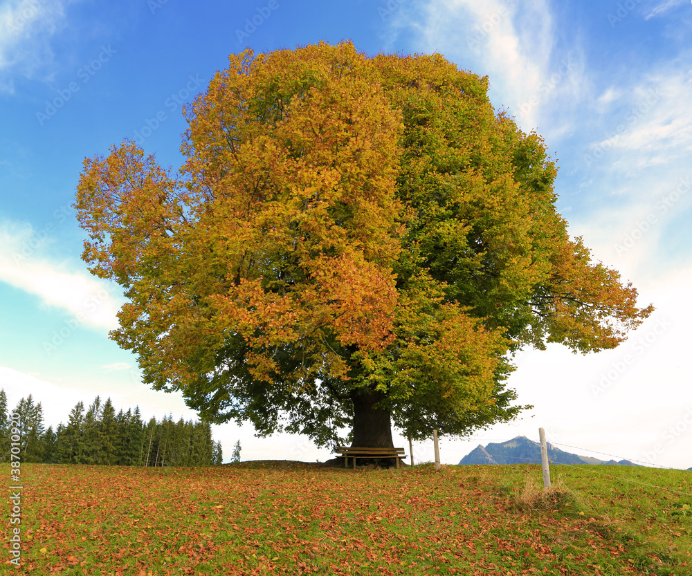 Naklejka premium Allgäu - Herbst - Baum - Linde - eingefärbt