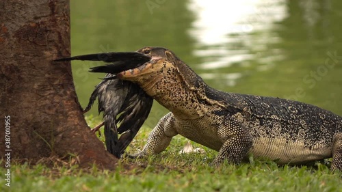 Wild huge monitor lizard eating bird, pigeon in park, super slow motion