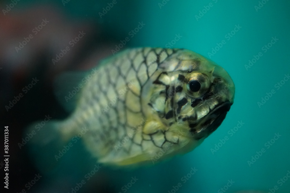 マツカサウオ 魚 水族館 網目模様の魚 Stock 写真 | Adobe Stock