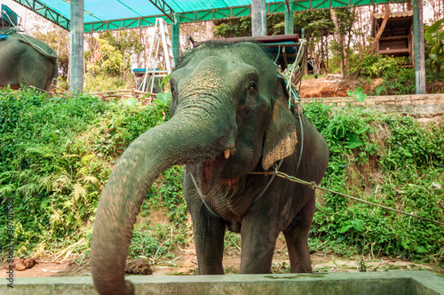Elephant on an elephant farm, Phuket, Thailand.