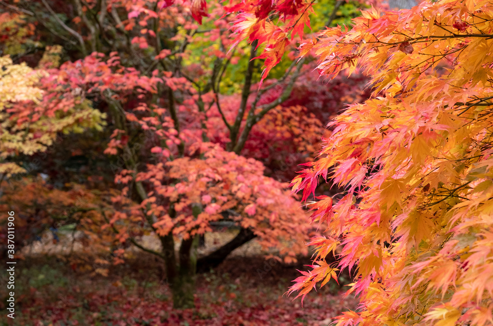 Acer and maple trees in a blaze of autumn colour, photographed at Westonbirt Arboretum, Gloucestershire, UK. The year 2020 is considered a good year for autumn colours due to weather conditions. Acer and maple trees in a blaze of autumn colour, photographed at Westonbirt Arboretum, Gloucestershire, UK. The year 2020 is considered a good year for autumn colours due to weather conditions.