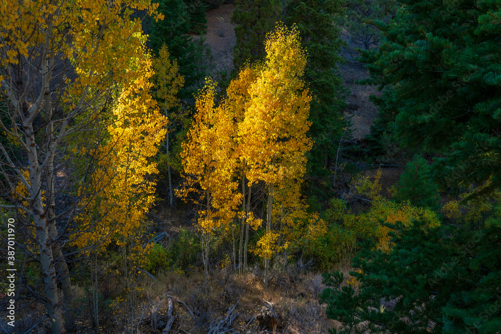A beautiful image of fall trees and landscape at golden hour.