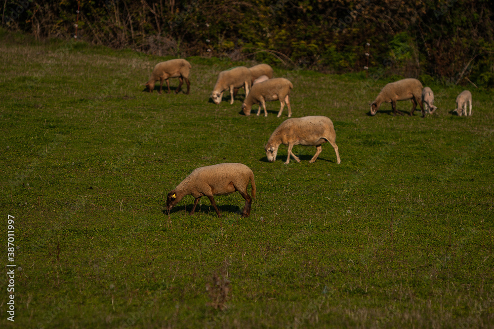 Mouton Mouton