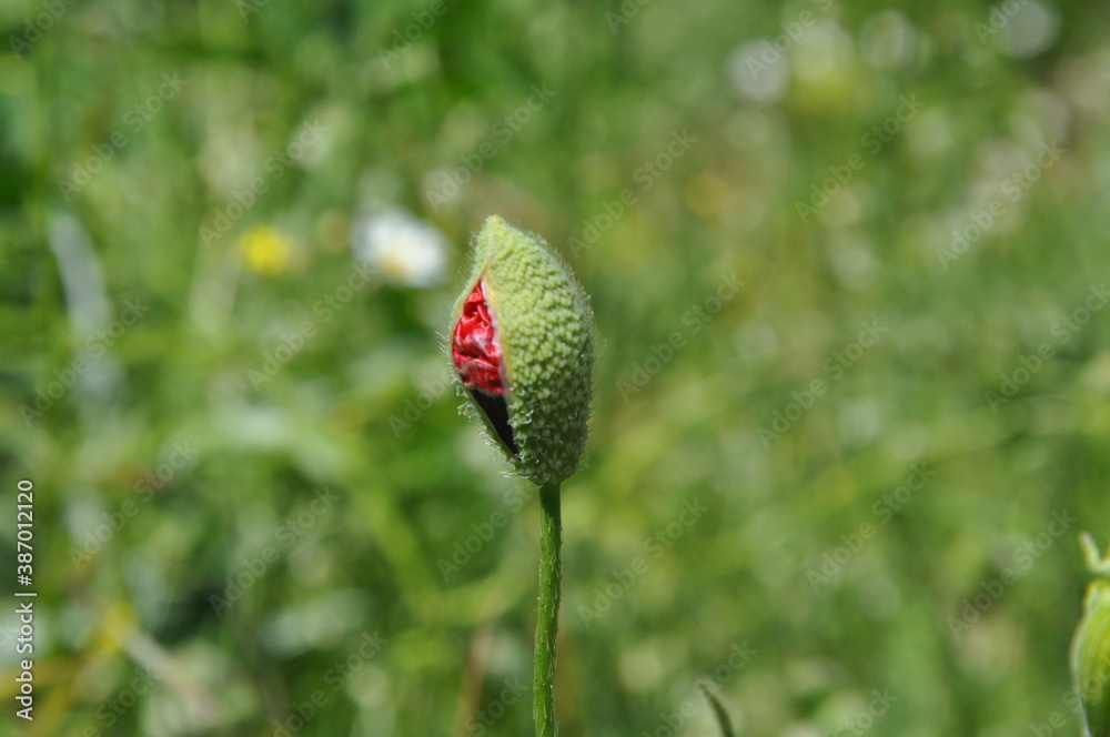 Obraz premium a rose bud