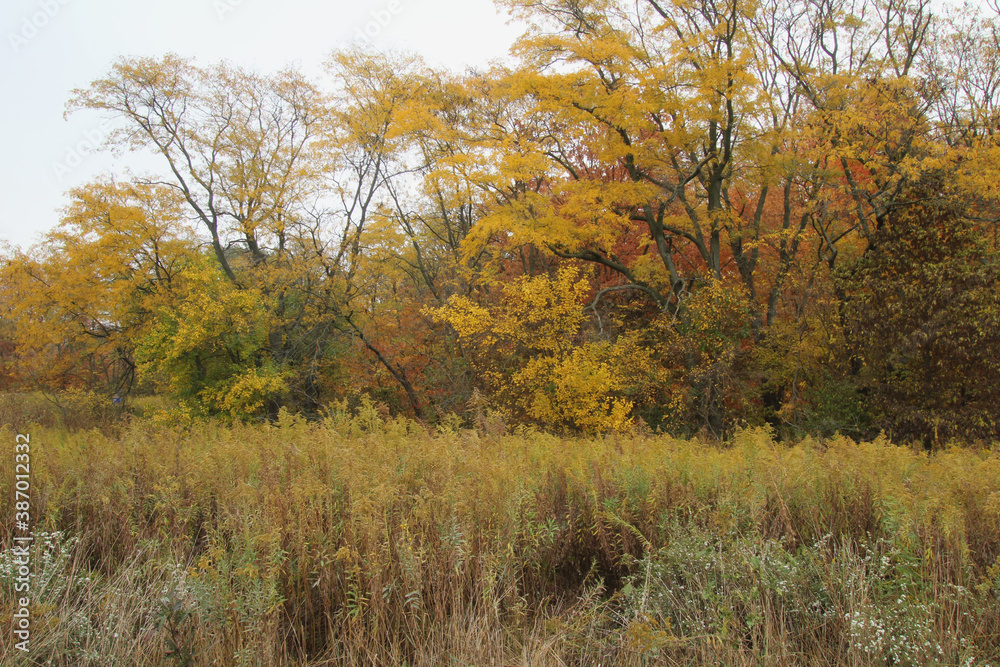 Fototapeta premium Yellows and Orange of Fall