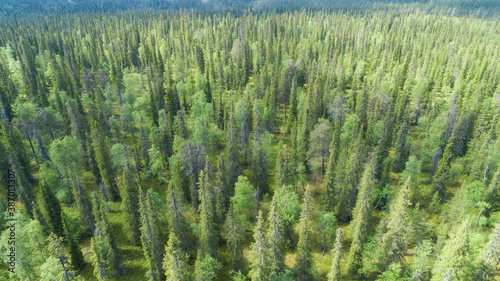 Aerial view from drone of green forest trees in Lapland National park environment, bird’s eye top scenery view. Summer season.  © raland