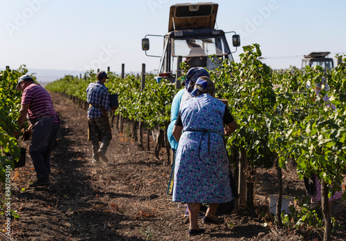 Peasants are picking grapes. Harvest home. Wine-making. Technology of wine production. The folk tradition of making wine.