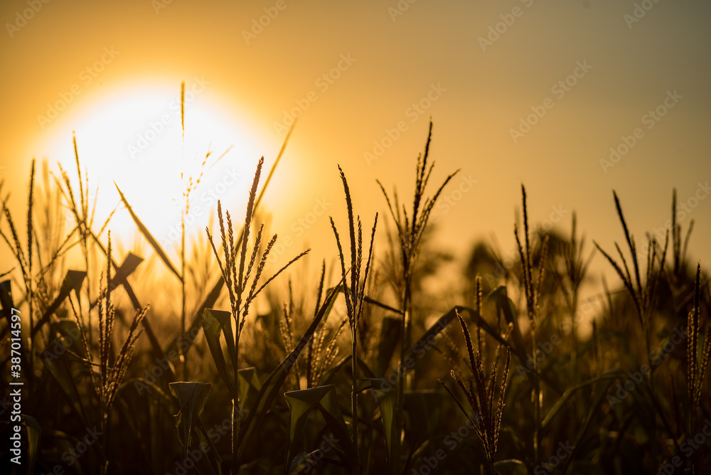 Corn before harvest. Plants against the setting golden sun. Corn field and countryside.
