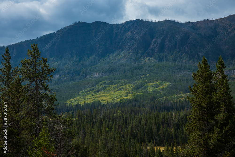 Mountain forest close up, Wyoming