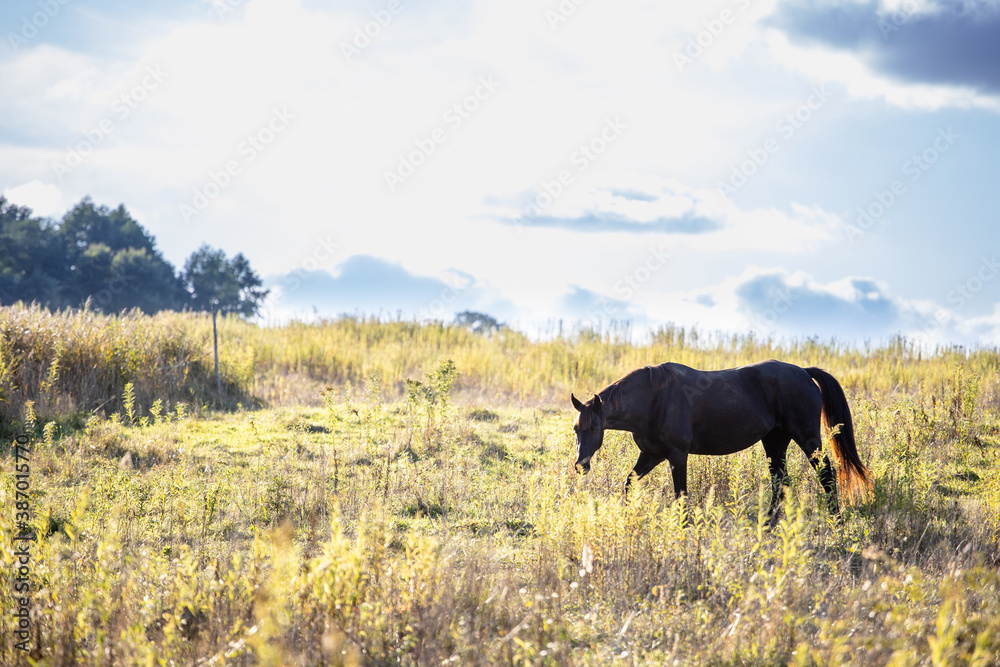 a horse walks on a yellow field on a sunny day a horse walks on a yellow field on a sunny day