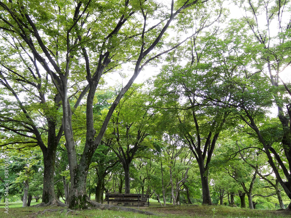 万博記念公園の緑