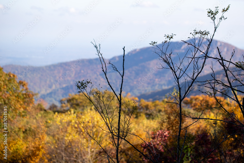 view of blue ridge mountains in autumn along skyline drive in virginia shenandoah national park usa view of blue ridge mountains in autumn along skyline drive in virginia shenandoah national park usa
