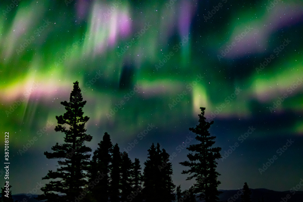 Aurora borealis (northern lights) in the Alaska night sky with silhouettes of pine trees in the foreground