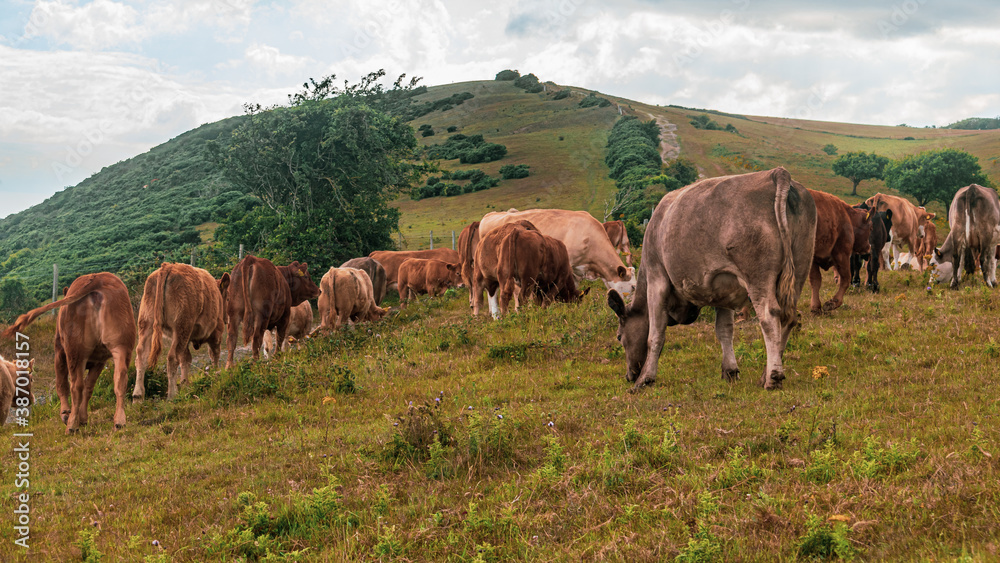 Cow herd walking and grazing on fle hillside field, free range cows roaming on meadows enjoying vast space by the hill Cow herd walking and grazing on fle hillside field, free range cows roaming on meadows enjoying vast space by the hill