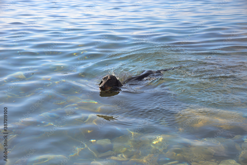 Swimming black and tan dachshund in sea with pebble rocky beach Swimming black and tan dachshund in sea with pebble rocky beach