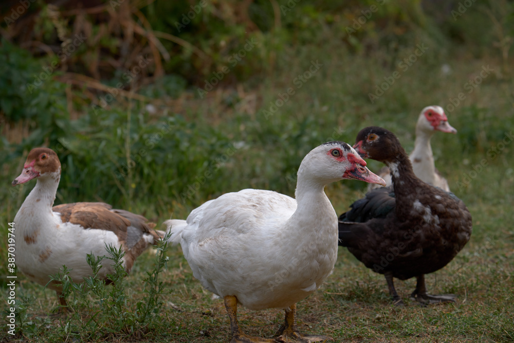 geese in the Russian village geese in the Russian village