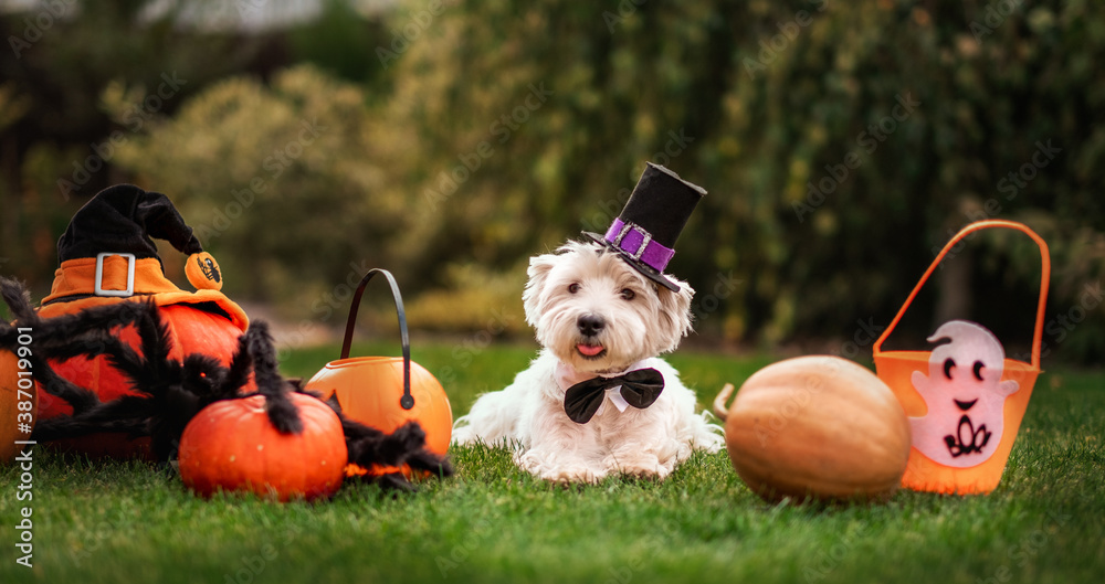 Funny West Highland White Terrier dog decorated with photo props sits near orange pumpkins, at home. Preparation for the celebration. Wallet or life. Happy Halloween and autumn concept. - obrazy, fototapety, plakaty 