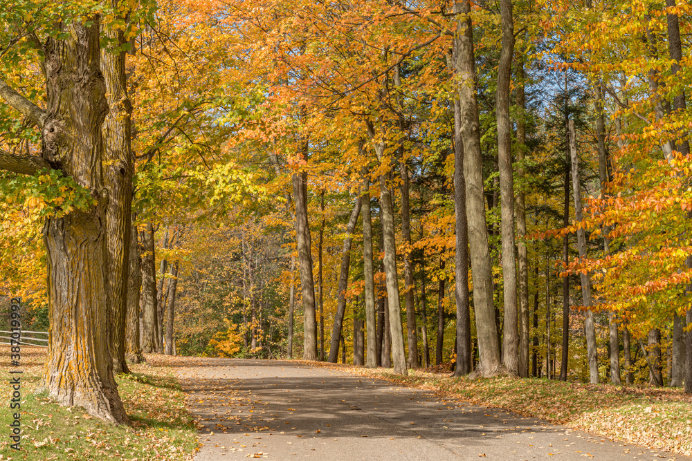Fototapeta premium Tree lined driveway autumn view landscape copy space
