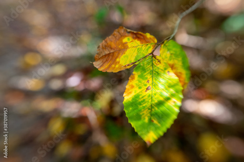 beech tree leaves autumn southern maryland usa